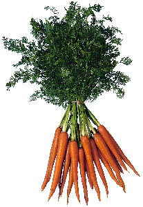 healing carrots